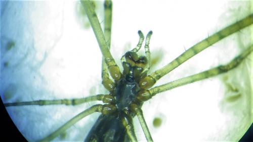 Tetragnatha sp.